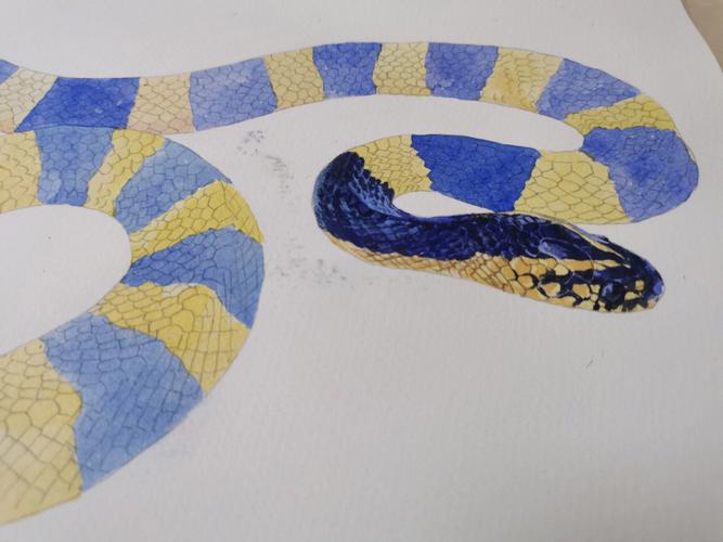 龙年蛇兔生肖配对是否真的能和谐共处，他们的性格差异会带来哪些潜在问题？