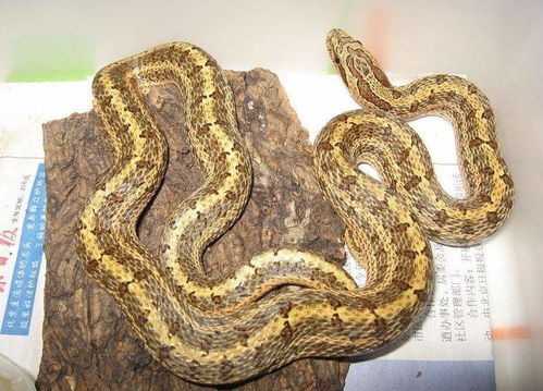 蛇宝宝乳名 蛇宝宝乳名大全