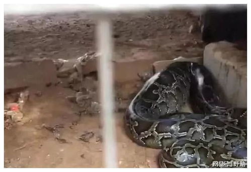 属蛇一生的财运和运气 属蛇人一生的贵人