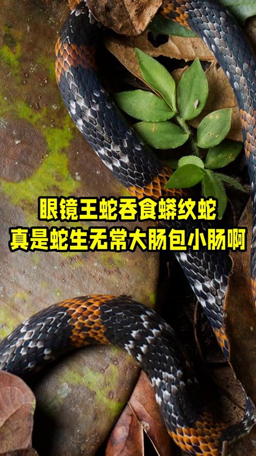 本命佛查询蛇是否会影响猪生肖的配偶与家庭关系(本命佛查询蛇的生肖猪在配偶与家人关系中是否会面临困扰)