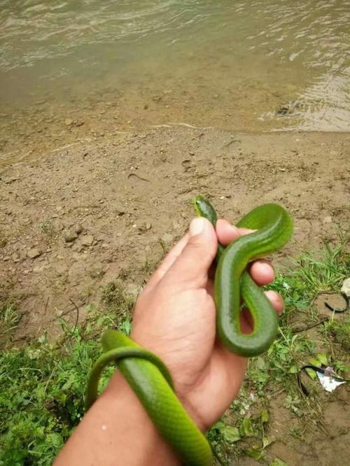 77年属蛇女贵人