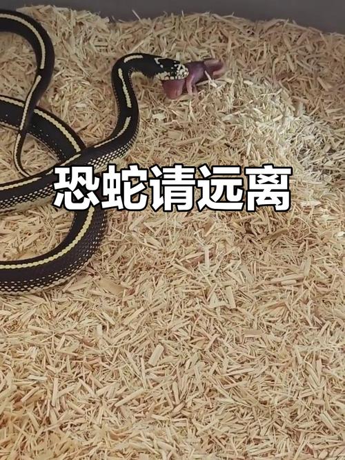 属相蛇的人的性格特点与由来