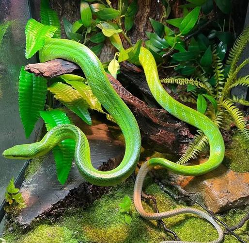 属蛇人八月运势如何 属蛇的人2018年运程