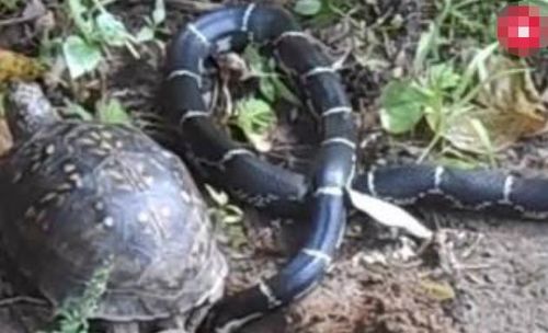 属蛇的四月份运势 属蛇2020年运势及运程每月运