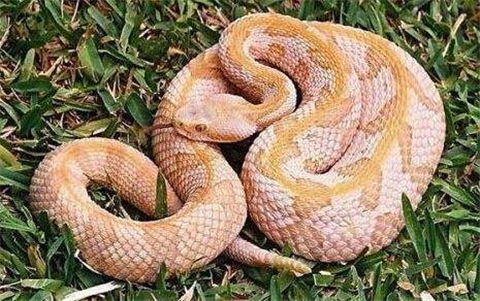 属蛇的人命不好吗