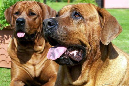 61年的本命佛是什么佛(1961年出生本命年)