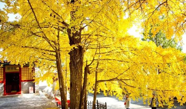 狂月天时:12星座周运9.14-9.20 狂月天时:12星座周运9.14-9.20