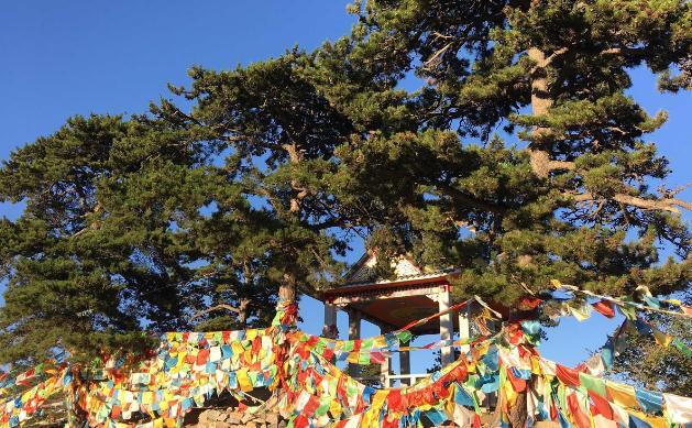 2025年不同年份的属猪运势