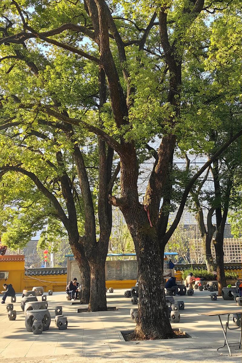 现在12星座的排名图片 12星座排行表图片