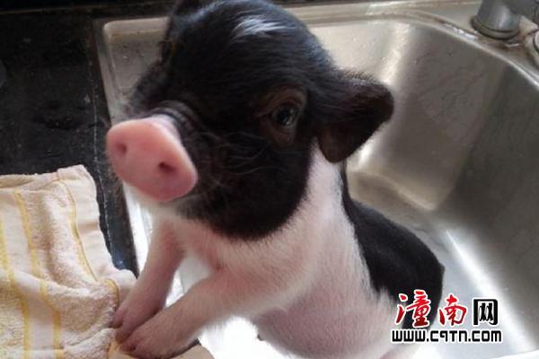 嘉兴姓名测试打分是否真的能影响日主与配偶星的运势(嘉兴姓名测试打分会否影响日主与配偶星的运势)