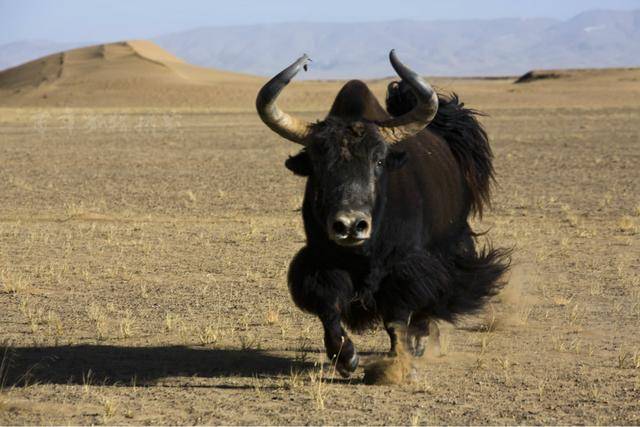 专属十二星座的蛋糕