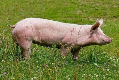 抖音上最火爆的经典爱情语录，直击 (抖音上最火爆的歌曲)