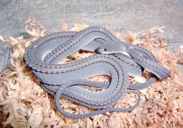 白羊座爱上你的表现