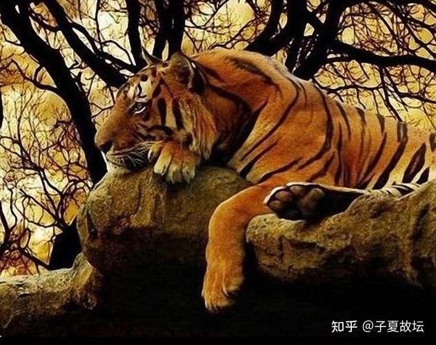 鱼缸放家里的财位,家里的鱼缸摆什么位置招财 鱼缸放家里的财位,家里的鱼缸摆什么位置招财