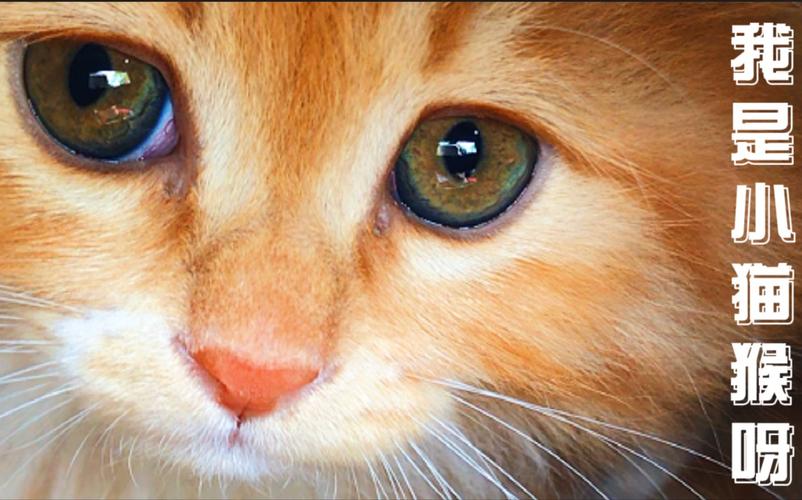 上升星座第一印象 上升星座魅力排名