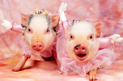 处女座的守护星座