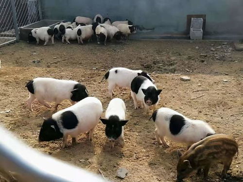 2025年8月2日财神方位朝向是哪里 2025年8月2日财神方位朝向是哪里