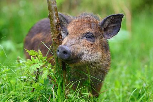 大日如来本命佛是属什么的(大日如来佛本命佛挂件)