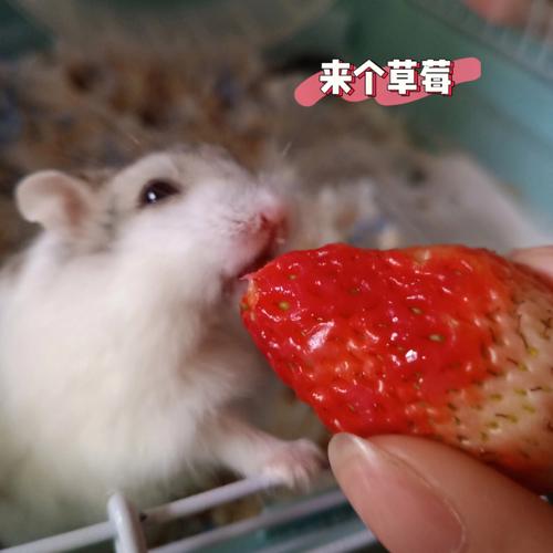 大日如来本命佛是属什么的(大日如来本命佛的寓意)