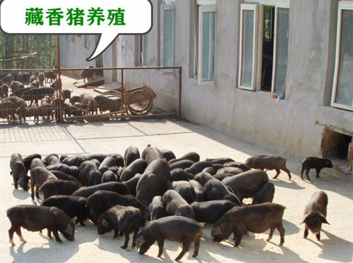 丁亥年生肖星座配对表查询结果是否真的能预示未来伴侣的契合度? 丁亥年生肖星座配对表查询结果是否真的能预示未来伴侣的契合度?