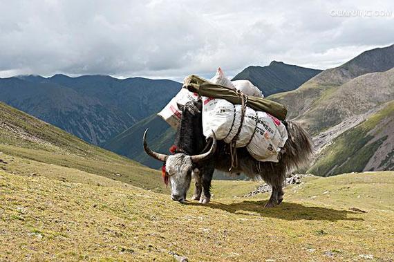 生日密码解析2025年2月6日出生的男宝宝日干运势分析一生命理运势