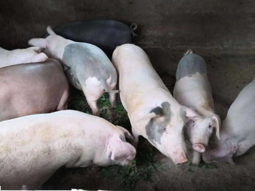 白羊狗星座 摩羯座白羊的狗