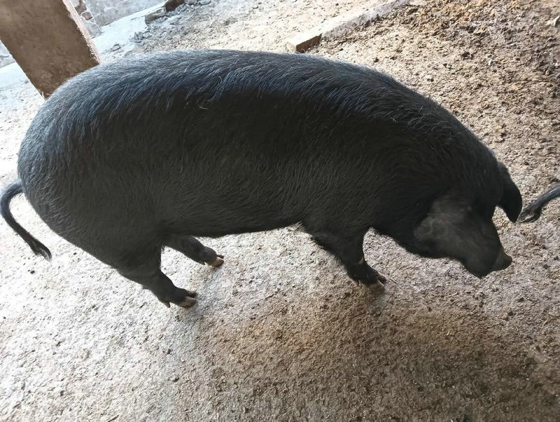 佛祖灵签86签解_生活品质提升是否存在隐忧(佛祖灵签86签解生活品质追求是否注定平凡)