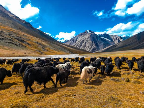 罗永浩宣布大事 年底开科技春晚门票收入用于公益 罗永浩宣布大事 年底开科技春晚门票收入用于公益