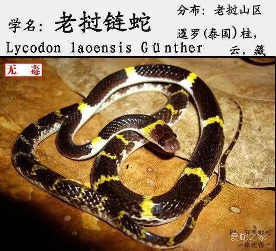 属羊的适合戴佛吗 属羊的适合戴佛吗