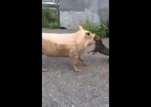 本命年为什么不能结婚会影响马生肖的感情生活吗(本命年为什么不能结婚和恋爱冲突是否真的有道理)