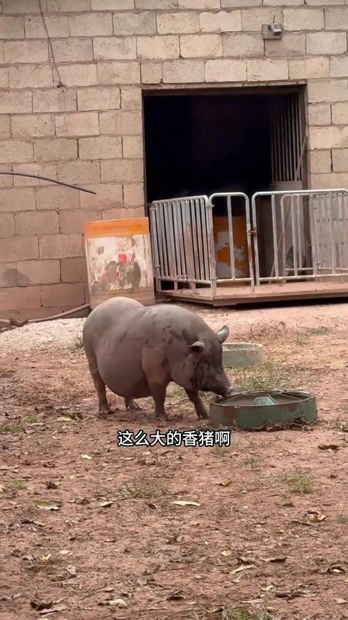 江一燕是什么星座_江一燕属于哪种气质 江一燕是什么星座_江一燕属于哪种气质