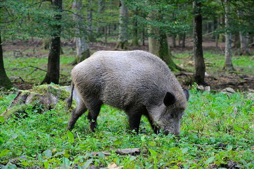 男命日柱壬辰逢庚午运 男命日柱壬辰逢庚午运