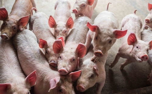 普贤菩萨手机壁纸全屏(普贤菩萨高清壁纸唐卡)