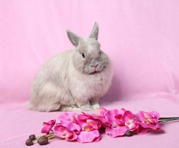 比熊小狗取什么名字好听 比熊小狗取什么名字好听