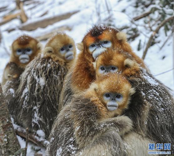 岭南命理_算命八字真能预知未来吗？为何相差如此大？