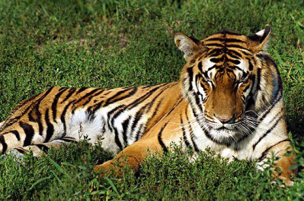 风流韵事多的风流女人面相 风流韵事多的风流女人面相