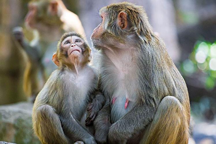 男鼠配什么生肖优秀 男鼠配什么生肖优秀