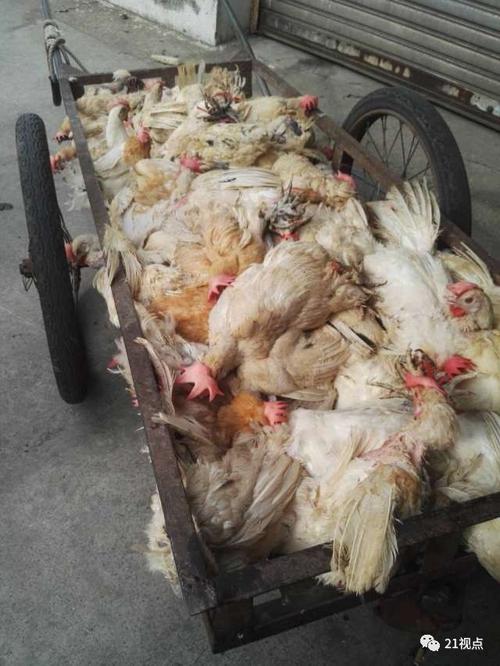 12月金猪男孩起名带金是否会影响未来婚后生活目标(12月金猪男孩起名带金是否会影响婚后生活目标实现) 12月金猪男孩起名带金是否会影响未来婚后生活目标(12月金猪男孩起名带金是否会影响婚后生活目标实现)