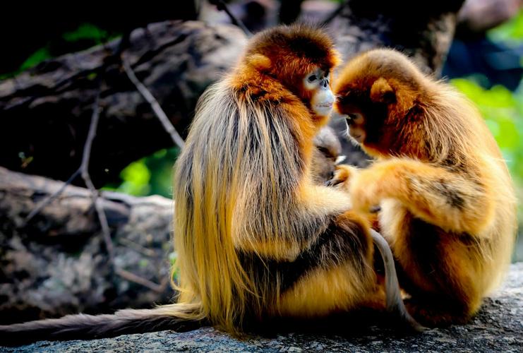 合婚生辰八字配对免费_我的八字配对合婚是否真能免费预测终身？