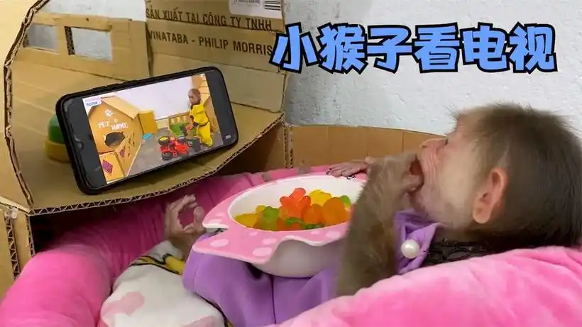 周迅离婚后,陈坤儿子生母再被热议,老父亲做 周迅离婚后,陈坤儿子生母再被热议,老父亲做