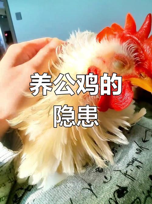 女属虎和男属猪配吗