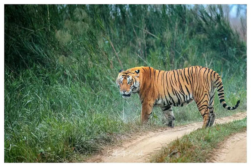 属猴狮子座的性格特点 属猴狮子座的性格特点