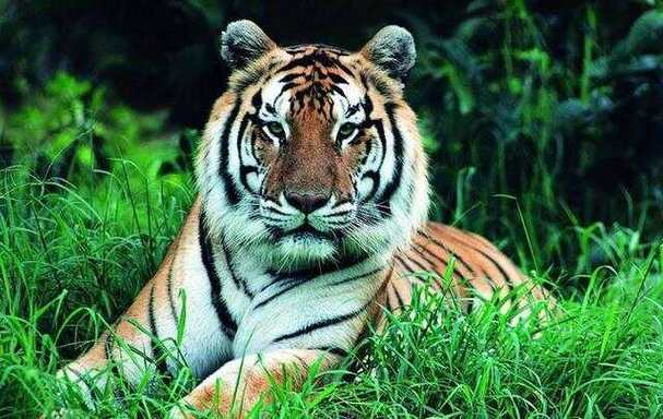 星际争霸2nada是哪的人 星际争霸2nada是哪的人