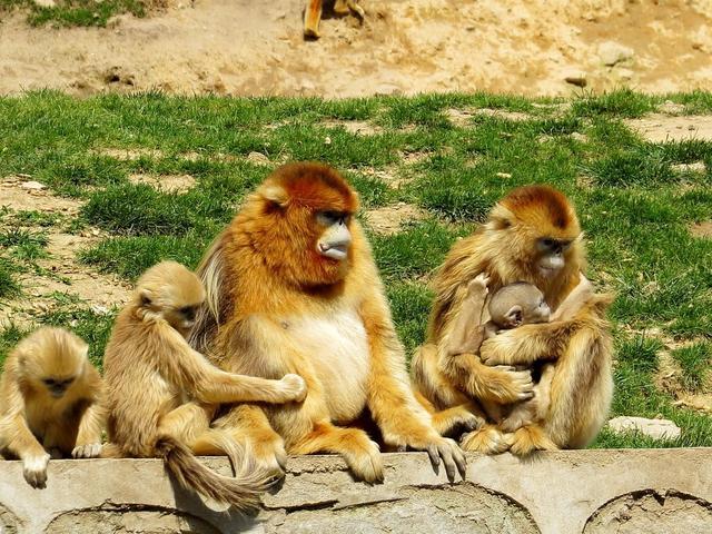 本命佛网店中生肖马的婚姻责任该如何合理分配(本命佛网店如何帮助生肖马应对婚姻责任的担忧)