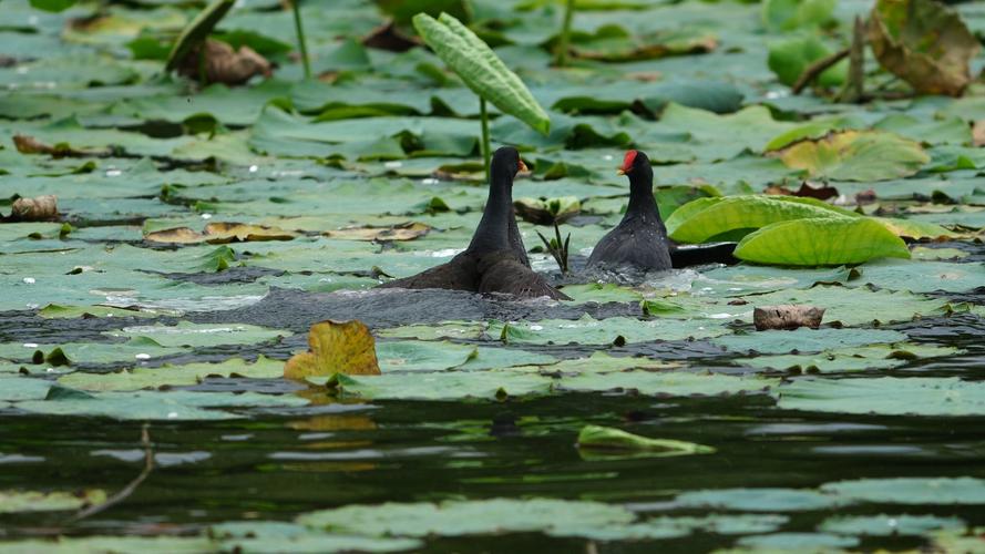 黄大仙签81签解签_生育观念是否有隐忧(黄大仙签81签解签是否影响生育观念的隐忧) 黄大仙签81签解签_生育观念是否有隐忧(黄大仙签81签解签是否影响生育观念的隐忧)