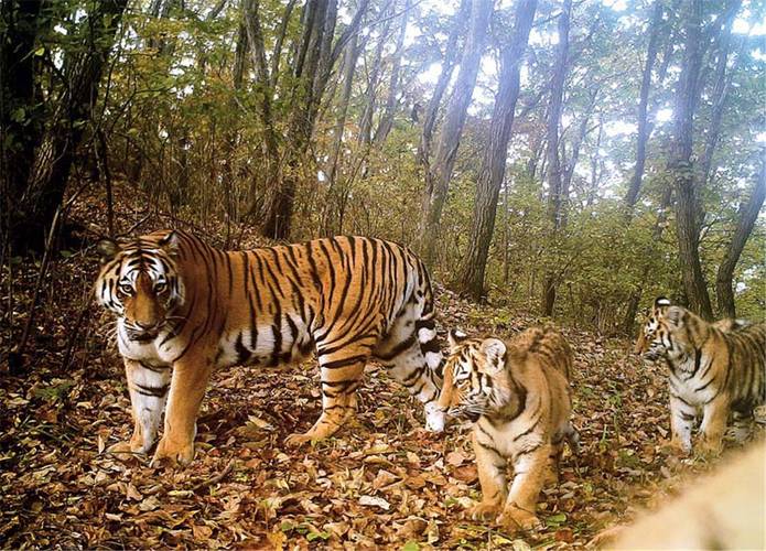 命理看精神物质的旺缺