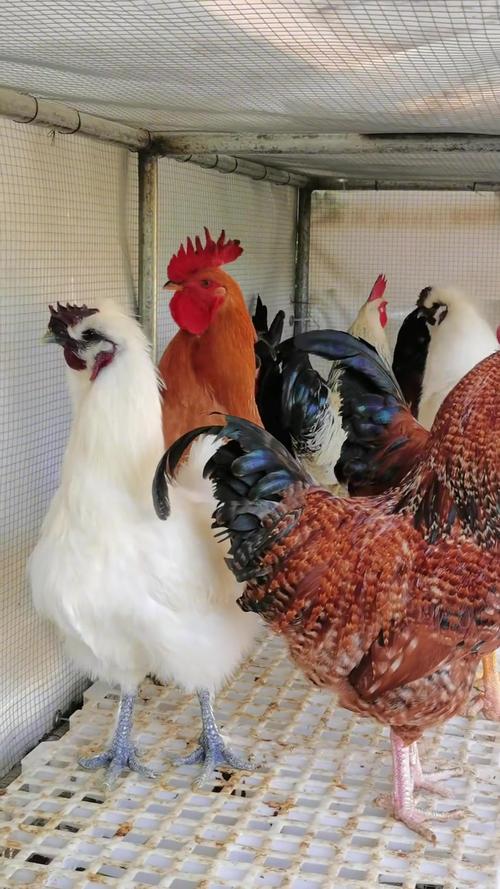 2025属牛人的感情运势 2025属牛人的感情运势