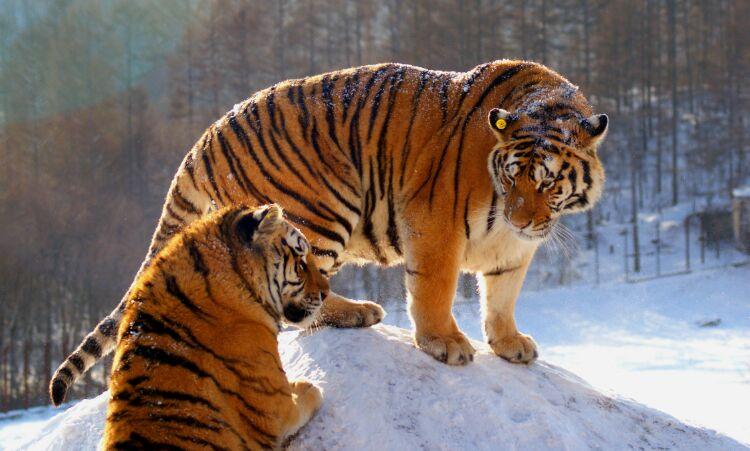 喜羊羊与灰太狼之过蛇年