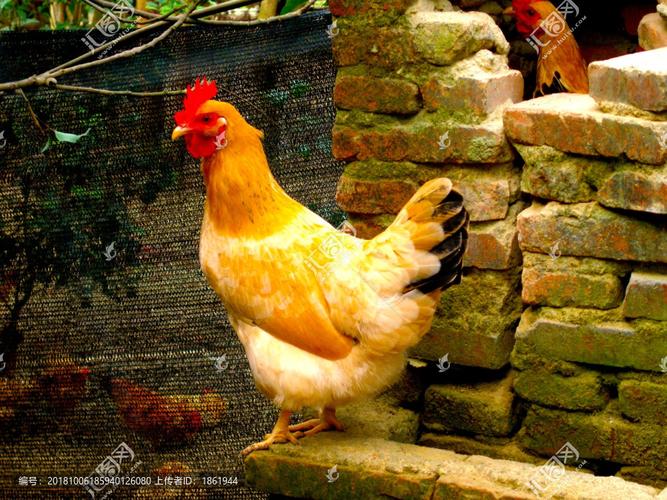 静电鱼12星座周运4.8-4.14_静电鱼12星座周运4.2-4.8 静电鱼12星座周运4.8-4.14_静电鱼12星座周运4.2-4.8