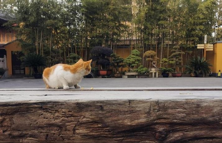 95年属猪的财运好吗？ 95年属猪人财运怎么样是什么意思？